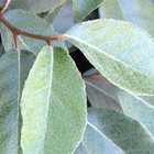 Elaeagnus ebbingei