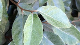 Elaeagnus ebbingei image