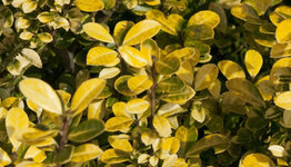 Japanse hulst image