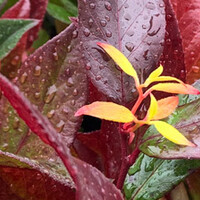 Leucothoe