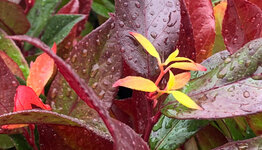 Leucothoe image