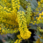 Mahonia