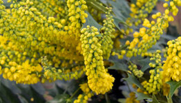 Mahonia image