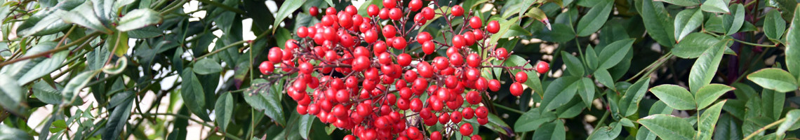 Nandina domestica