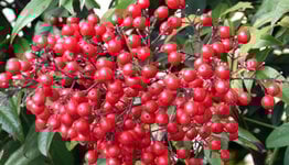 Nandina domestica image