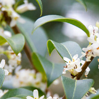 Osmanthus
