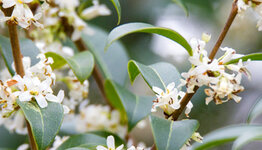 Osmanthus image