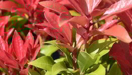 Pieris japonica image