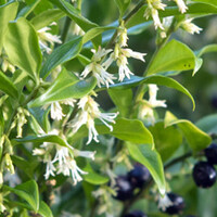 Sarcococca