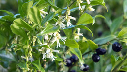 Sarcococca image