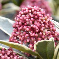 Skimmia's