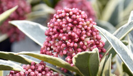 Skimmia's image