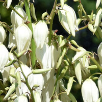 Yucca