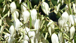 Yucca image