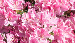 Azalea's image