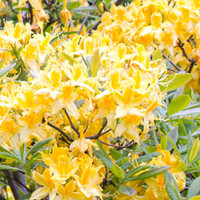 Azalea mollis