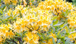 Azalea mollis image