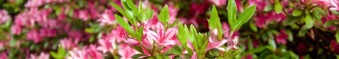 Japanse azalea