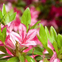 Japanse azalea