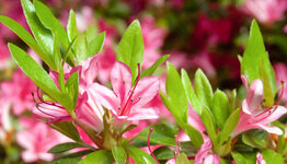 Japanse azalea image