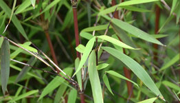 Bamboe image