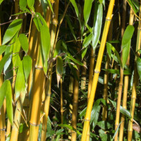 Phyllostachys