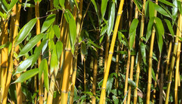 Phyllostachys image