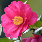 Camellia sasanqua