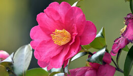 Camellia sasanqua image