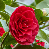 Camelia's