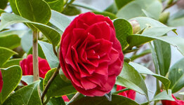Camelia's image