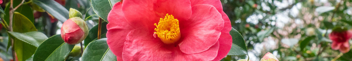 Camellia japonica