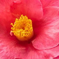 Camellia japonica