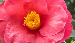 Camellia japonica image