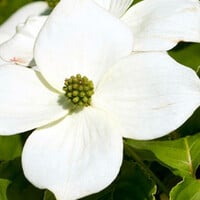 Cornus
