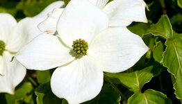 Cornus image