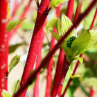 Cornus alba