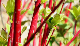 Cornus alba image