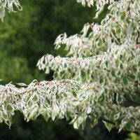 Cornus controversa