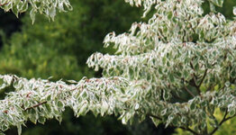 Cornus controversa image