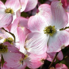 Cornus florida