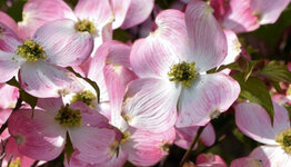 Cornus florida image