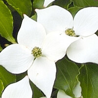 Cornus kousa