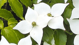 Cornus kousa image