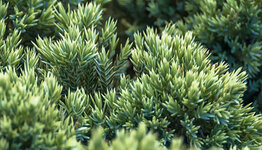 Jeneverbes image