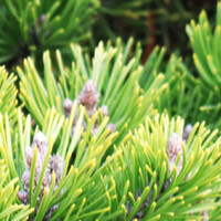 Pinus mugo