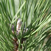 Pinus nigra