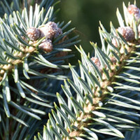 Blauwspar