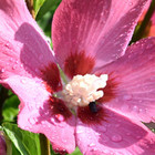 Hibiscus 