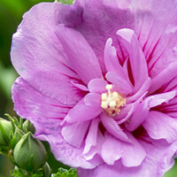 Hibiscus op stam